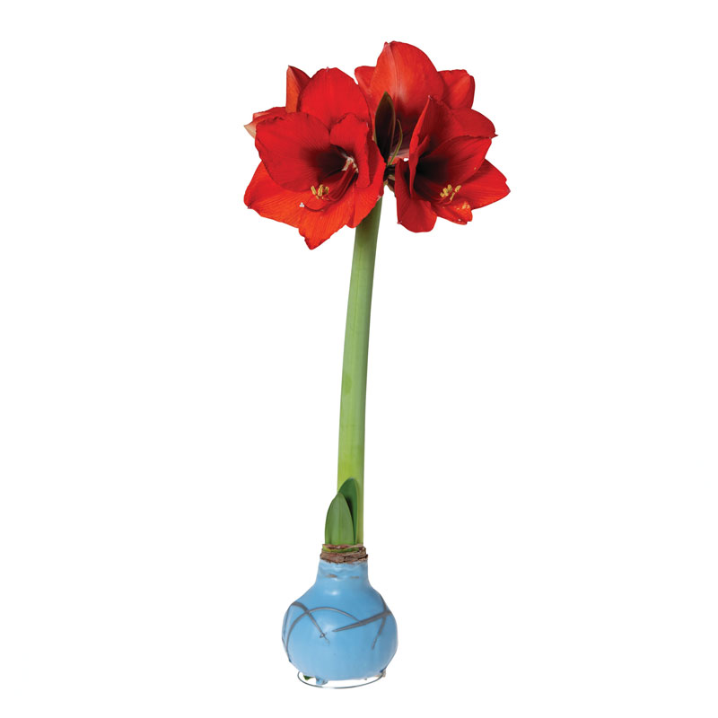 No-Water Wax Dipped Amaryllis Bulb (Blue)